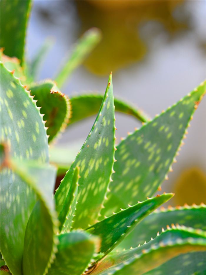 Fresh aloe vera leaves